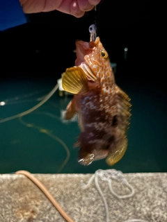 アコウの釣果