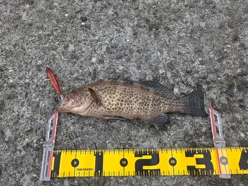 オオモンハタの釣果