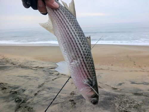 ボラの釣果