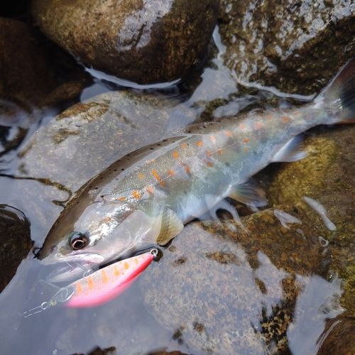 アマゴの釣果