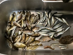 アイゴの釣果