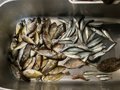 アイゴの釣果