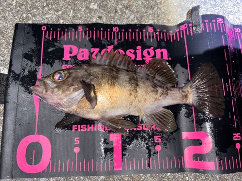 クロメバルの釣果