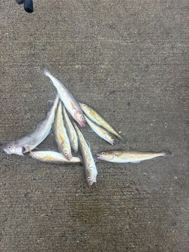 コマイの釣果