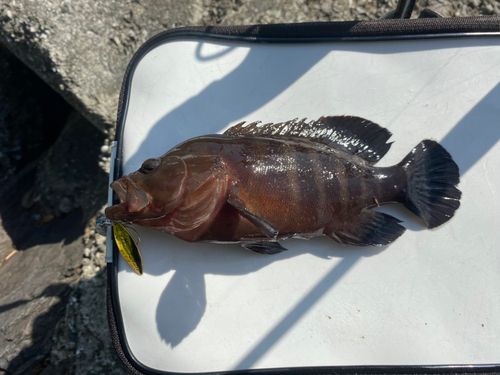 ヤミハタの釣果
