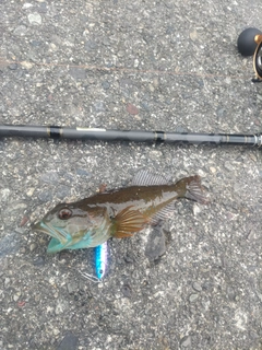 アナハゼの釣果