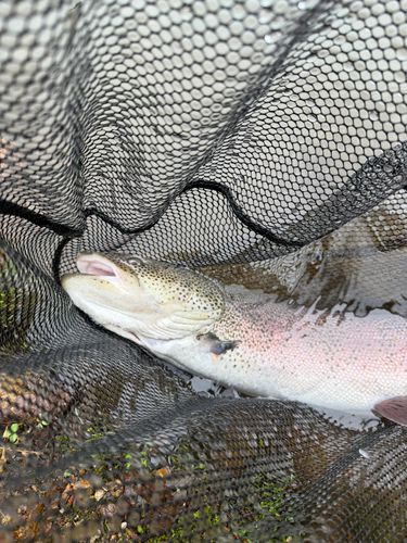 イトウの釣果