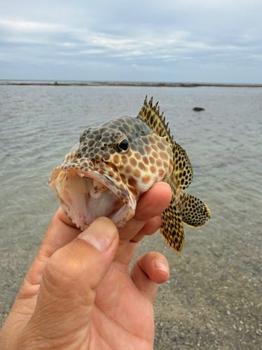 カンモンハタの釣果
