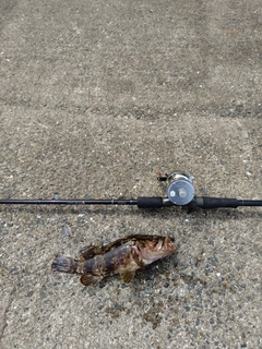 タケノコメバルの釣果