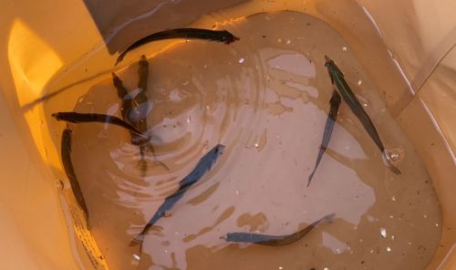 カタクチイワシの釣果