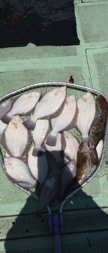 カレイの釣果