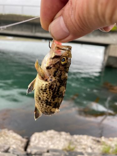 クロソイの釣果