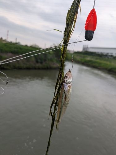ギンブナの釣果