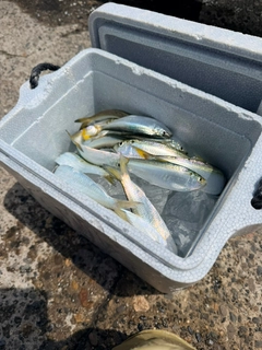 サッパの釣果