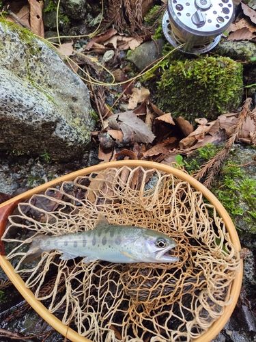 ヤマメの釣果