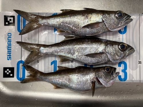 クロムツの釣果