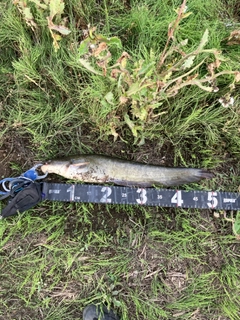 マナマズの釣果