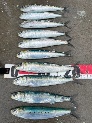 イワシの釣果