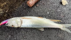 ハスの釣果