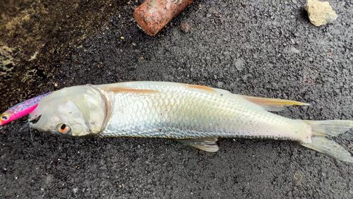 ハスの釣果
