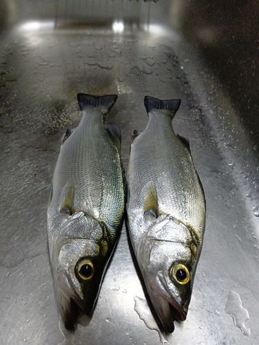 フッコ（ヒラスズキ）の釣果
