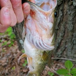 ブラックバスの釣果写真