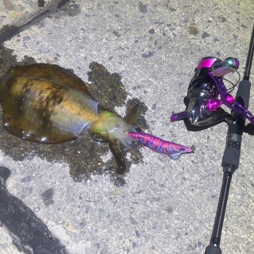 アオリイカの釣果