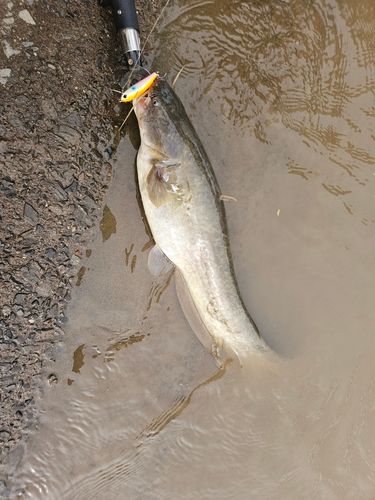 ニホンナマズの釣果