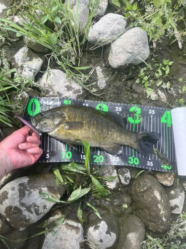 スモールマウスバスの釣果