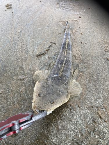 コチの釣果