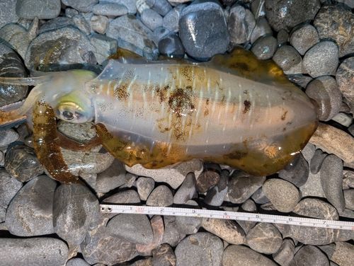 アオリイカの釣果