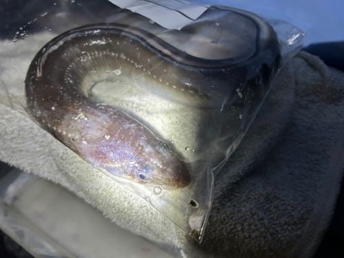 アナゴの釣果