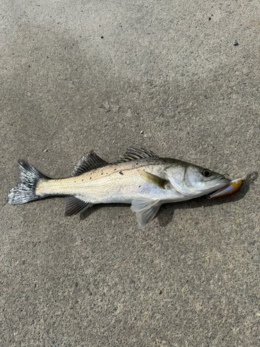 セイゴ（タイリクスズキ）の釣果