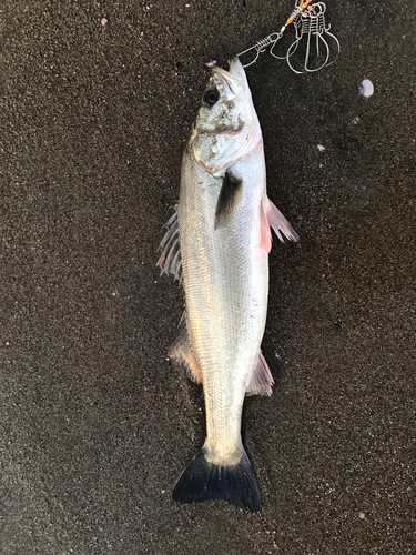 スズキの釣果