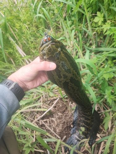 茨城県で釣れたライギョの釣り・釣果情報 - アングラーズ | 釣果600万