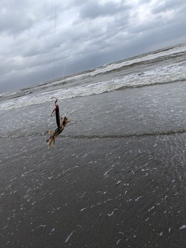 カニの釣果