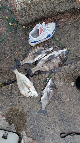 ヘダイの釣果