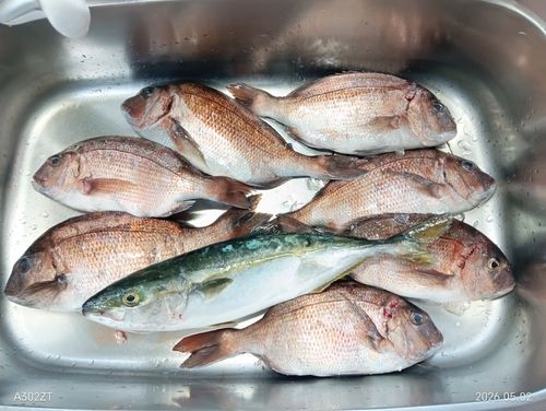 ハマチの釣果