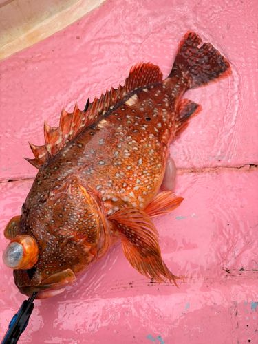 ウッカリカサゴの釣果