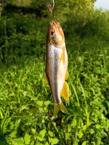 カワムツの釣果