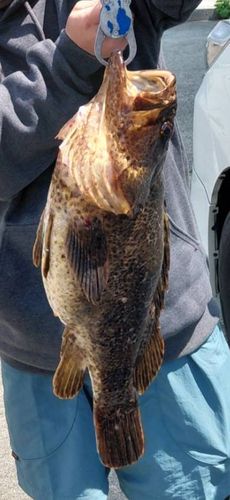 ベッコウゾイの釣果