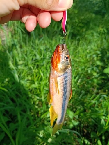 カワムツの釣果