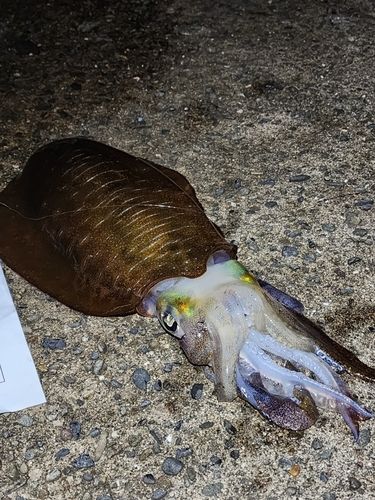 アオリイカの釣果