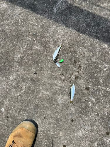サッパの釣果