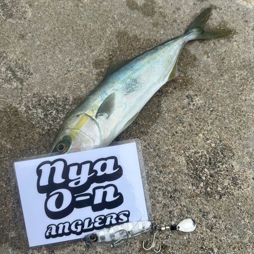 コゾクラの釣果