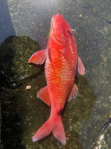 ホウライヒメジの釣果