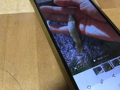 タカハヤの釣果