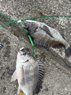 チヌの釣果