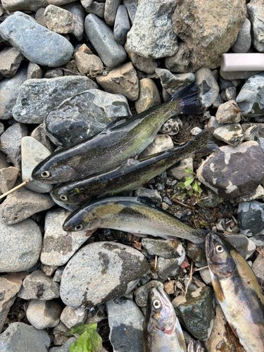 ニジマスの釣果