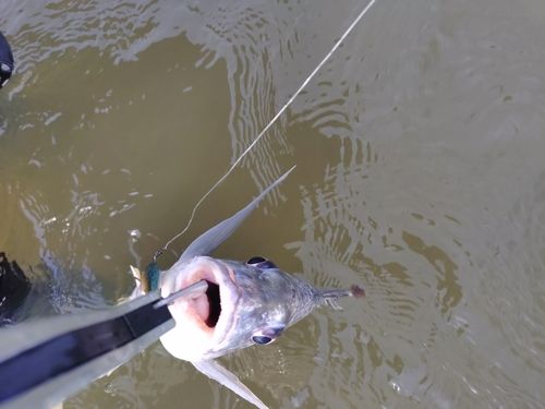 キビレの釣果